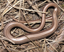 Chromatochlamys muscorum (Fr.) H.Mayrhofer & Poelt [Moos-Kleinaugenflechte]