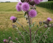 Datei:Blühende Distel.JPG