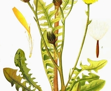 Datei:44 Crepis biennis.jpg