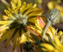 Datei:Crepis biennis ENBLA06.JPG