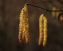 Datei:Corylus avellana L..jpg