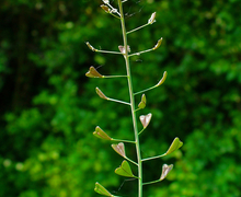 Datei:Capsella bursa-pastoris 002.JPG
