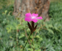 Datei:20120624Oftersheimer Duenen012.jpg