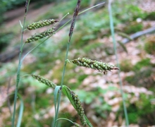 Datei:Carex flacca.jpeg