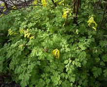 File:File:Corydalis-lutea-plant-hr.jpg