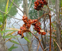 Datei:Iris pseudacorus,Seeds.JPG