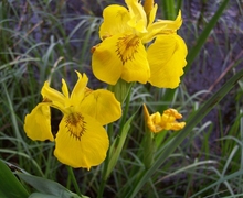 File:File:Iris pseudacorus from sweden.jpg
