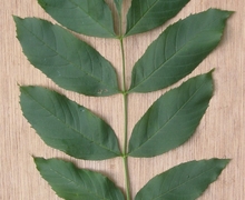 Datei:Es geveerd blad Fraxinus excelsior.jpg