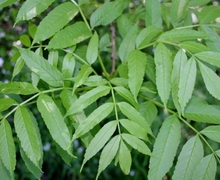 File:File:Fraxinus-excelsior-male-leaves.JPG