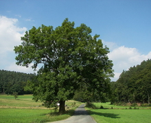 Datei:Fraxinus excelsior 001.jpg