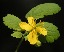 Datei:Chelidonium majus20100513 55.jpg