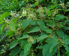 Datei:Fallopia japonica 001.JPG
