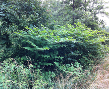 Knöterich
