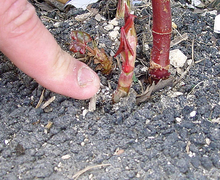Datei:Renouée macadam1FL Lille.jpg