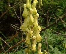 File:Aconitum lycoctonum vulparia01.jpg
