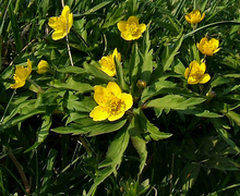 Datei:2007-04-12Anemone ranunculoides02.jpg