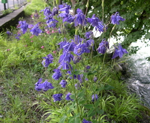 Datei:Aquilegia vulgaris (1).jpg