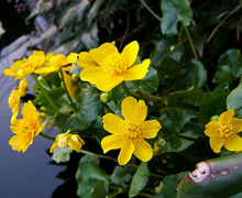 Datei:2007-03-27Caltha palustris01.jpg