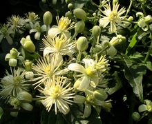Datei:CLEMATIS VITALBA - SANT JUST - IB-419 (Vidalba).JPG