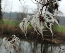 Clematis vitalba L.
