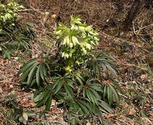 Datei:Helleborus foetidus 070406.jpg