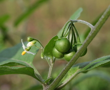 Datei:Solanum nigrum ENBLA01.jpg