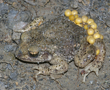 Datei:AlytesObstetricansMaleWithEggs.jpg